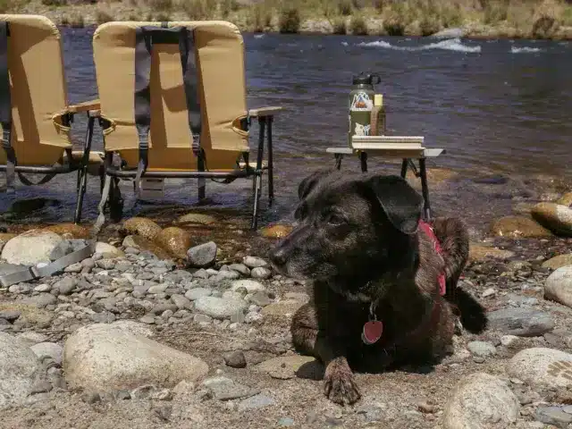 Dark brown dog laying down on rocks near river