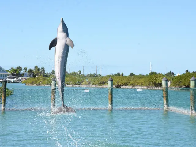 Dolphin doing tricks out of water at Hawks Cay Resort