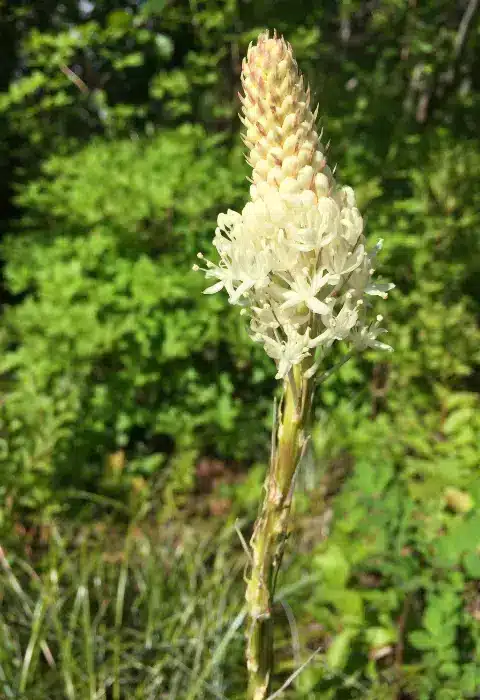 Close up view of beargrass in meadow