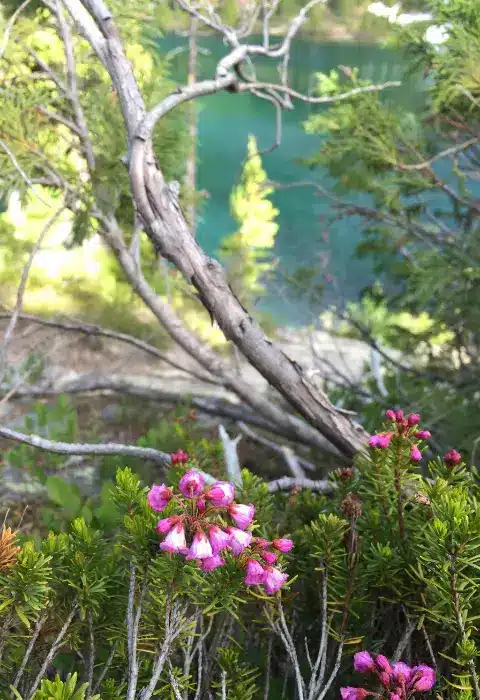 Pink flowers in front of view of Snow Lakes Trail