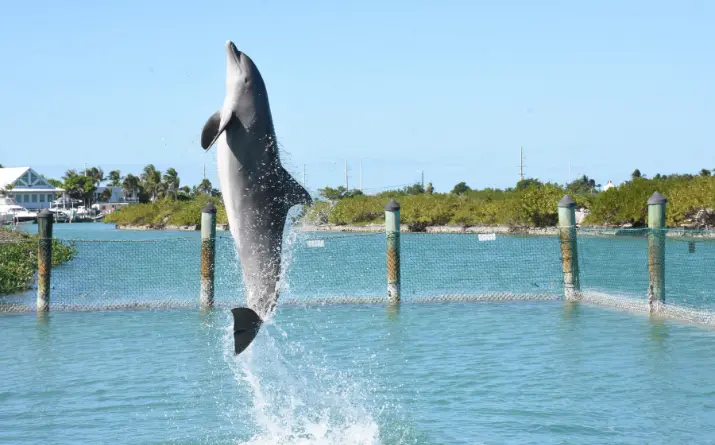 Dolphin leaping out of water in Florida Keys