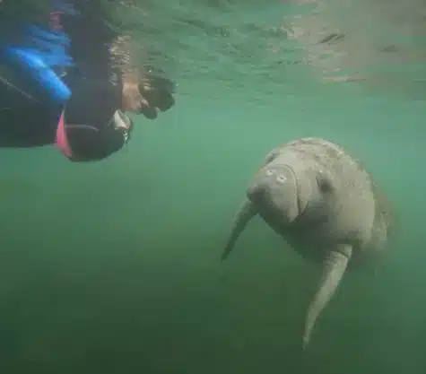 Author snorkeling in water with manatee