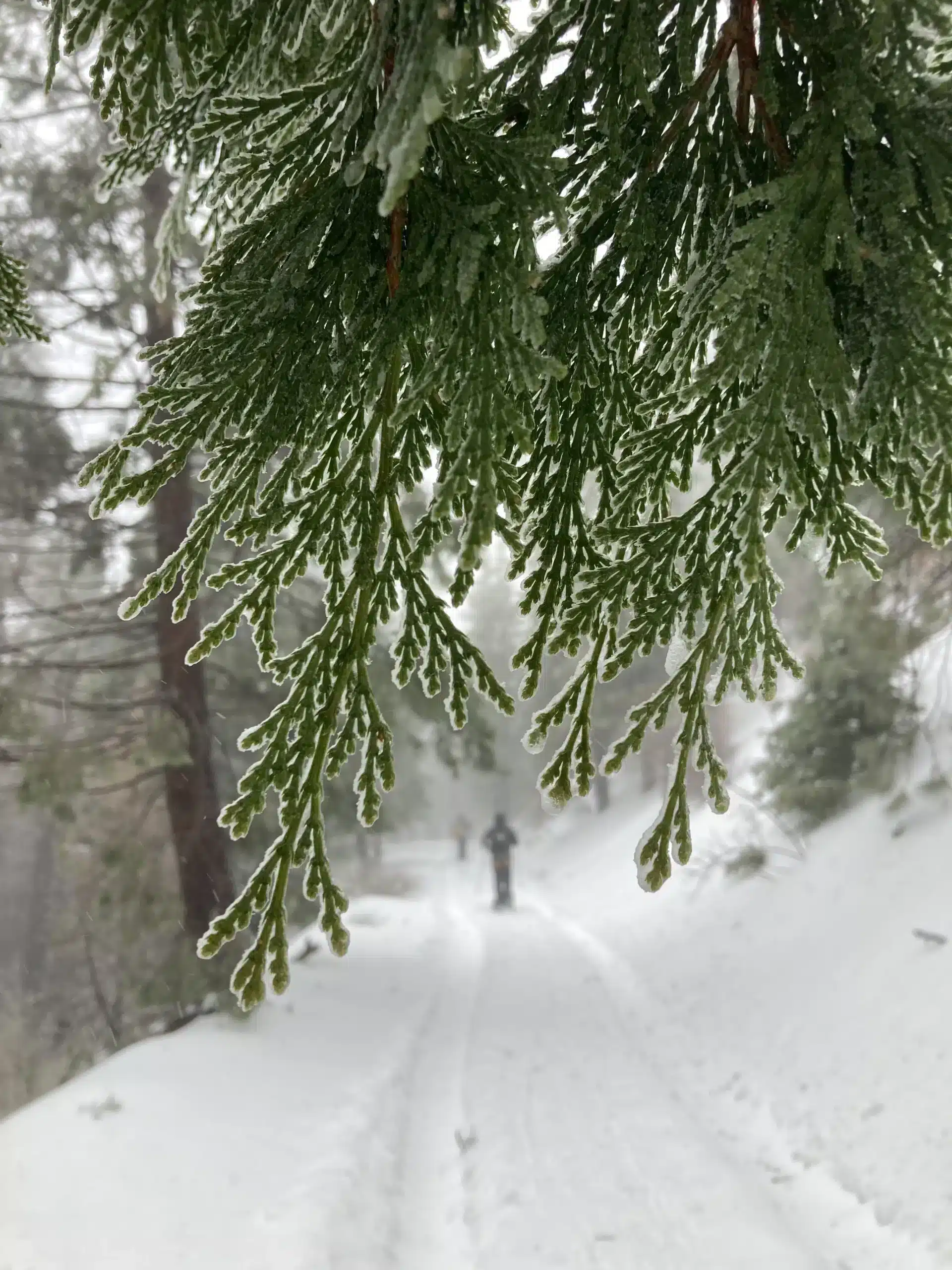 Close up of fir tree during winter with snowy hiking trail in background