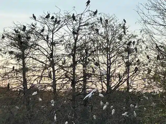 More than 50 birds settling onto a single tree for the night at a nature preserve in Florida.