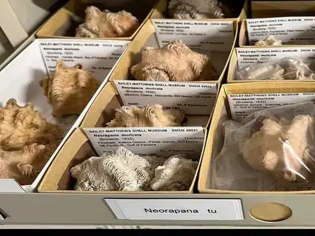 Sea shells on display at Bailey Matthews museum