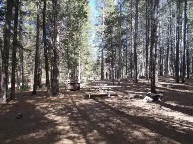 Empty campsites nestled within pines of Tuolumne Meadows Campground