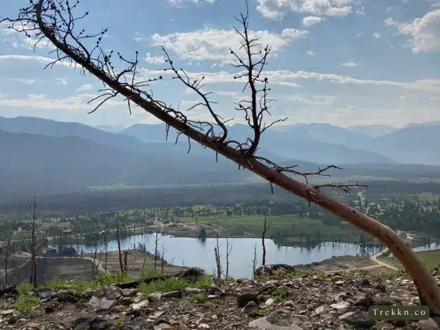 Fallen burned tree at Rocky Mountain National Park photographed after East Troublesome fire.